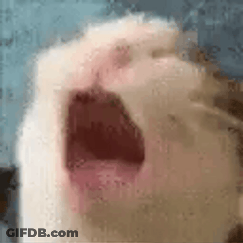 Screaming Cat Meme Loop GIF