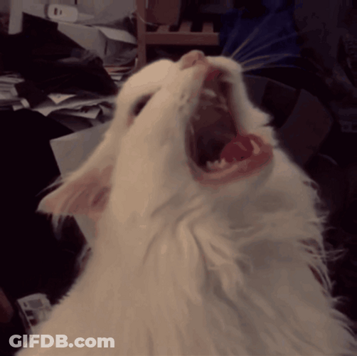 Screaming Cat Meme Loop GIF