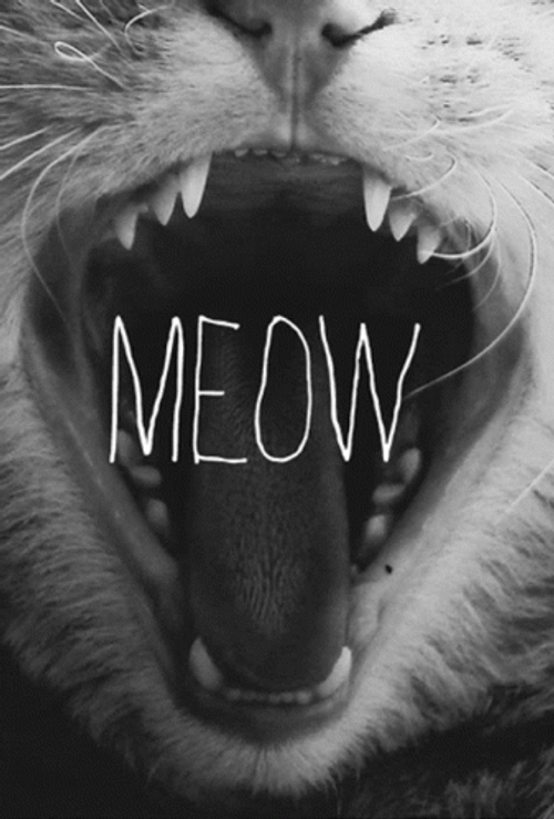 Screaming Cat Meme Meow GIF