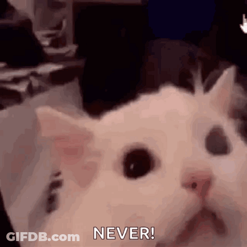 Screaming Cat Meme Never GIF