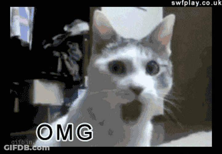 Screaming Cat Meme OMG GIF