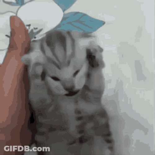 Screaming Cat Meme Scared Gray Kitten GIF