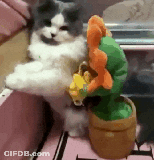 Screaming Cat Meme Scared Of The Toy GIF