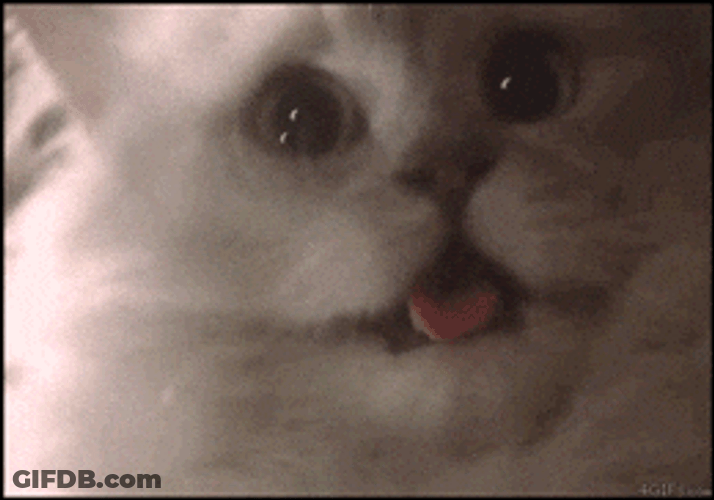 Screaming Cat Meme Shocked GIF