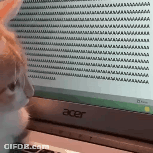 Screaming Cat Meme Typing On A Computer GIF