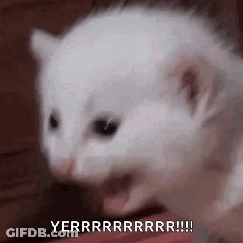 Screaming Cat Meme Yeeerrr GIF