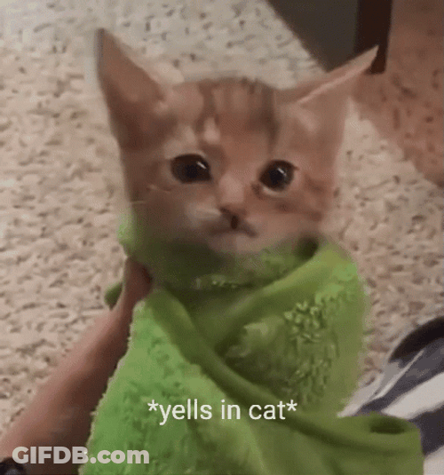 Screaming Cat Meme Yells In Cat GIF