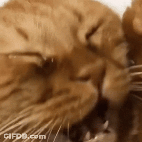 Screaming Crying Cat GIF