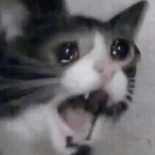 Screaming Face Beluga Cat GIF