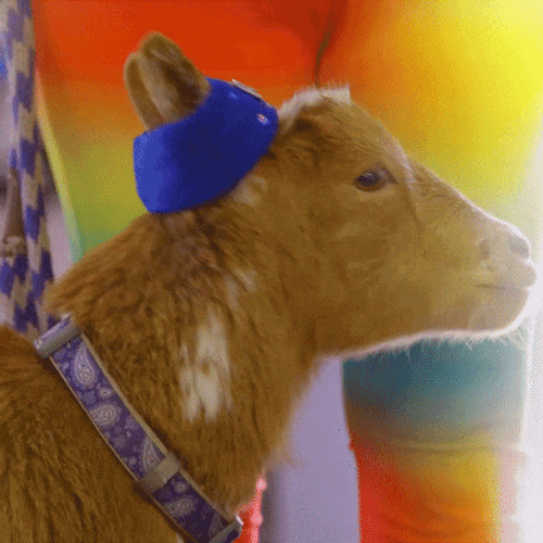 Screaming Goat Annoyed Passive Gaze GIF