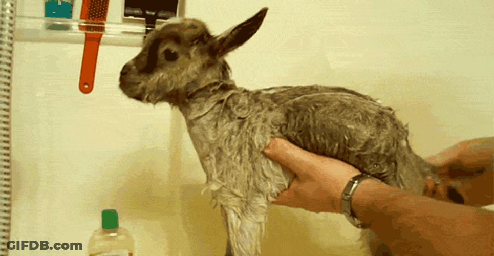 Screaming Goat Bath Time Protesting GIF
