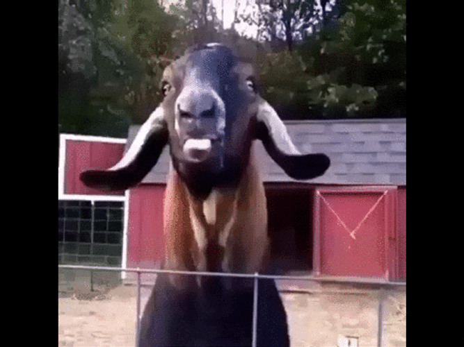 Screaming Goat Full Basher Meme GIF