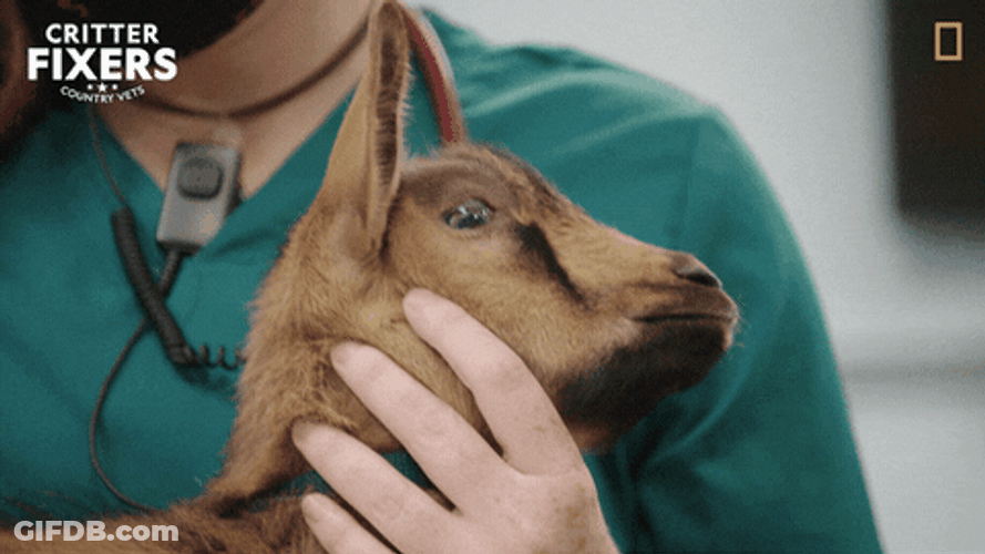 Screaming Goat Getting Pets GIF