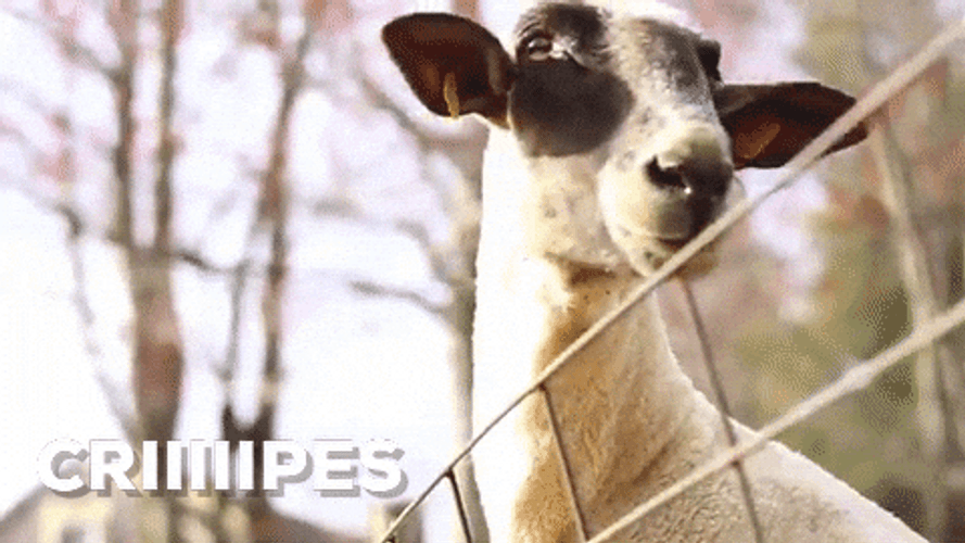 Screaming Goat Long Neck Yelling Cripes GIF