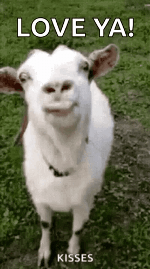 Screaming Goat Tongue Out Love You GIF