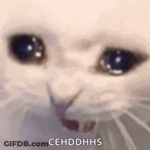 Screaming Huh Cat Meme GIF
