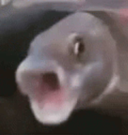 Screaming Marine Eel GIF