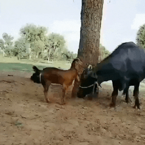 Screaming Naughty Goat Jumping Over Cow GIF