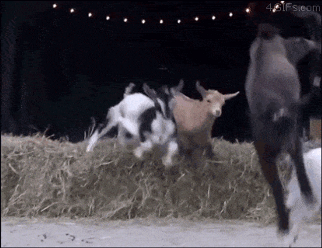 Screaming Radical Goats Escaping GIF