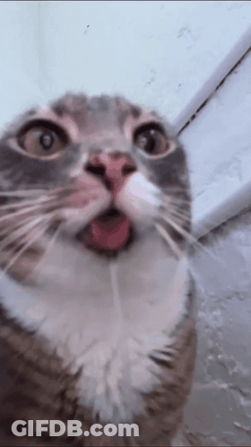 Screaming Woman In Glasses Held Back By Man GIF
