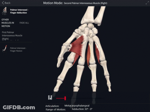 Screen Showing Skeleton And Muscles Motion Mode GIF