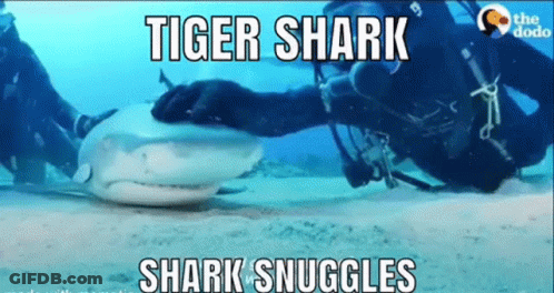 Scuba Diver Holding Tiger Shark GIF