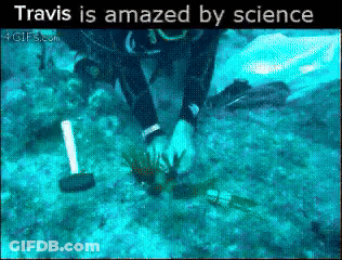 Scuba Diver In Ocean Travis Is Amazed By Science GIF