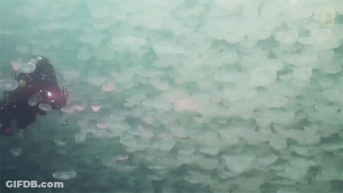 Scuba Diver Surrounded By Jellyfish GIF