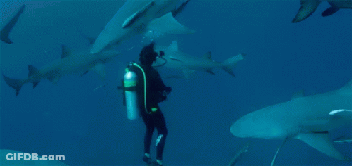 Scuba Diver Surrounded By Sharks GIF