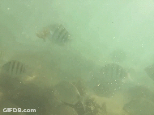 Scuba Diver Swimming Near Rocky Shoreline GIF