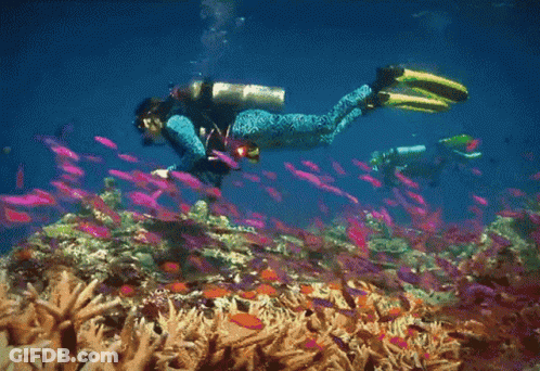 Scuba Diver Swimming Over Coral Reef GIF