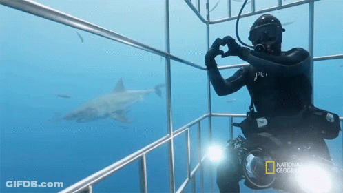 Scuba Diver Taking Photo Of Great White Shark GIF