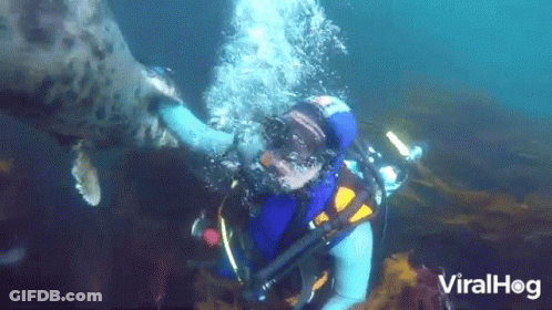 Scuba Diver Touching Seal's Nose GIF