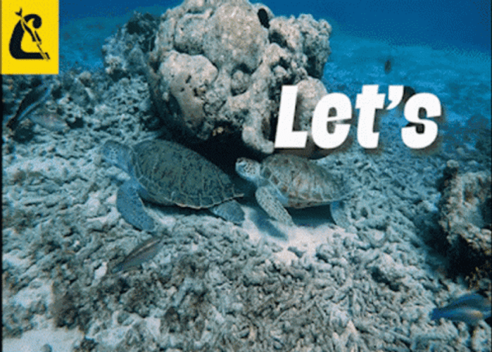 Scuba Diving Cressi Let's Go GIF