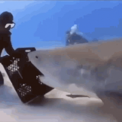 Scuba Diving Shark Rotate Attack GIF
