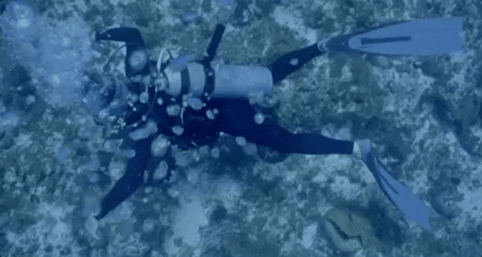 Scuba Diving Underwater GIF
