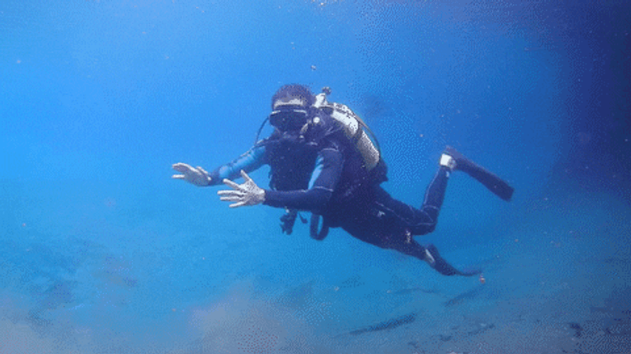 Scuba Diving Underwater Sport GIF