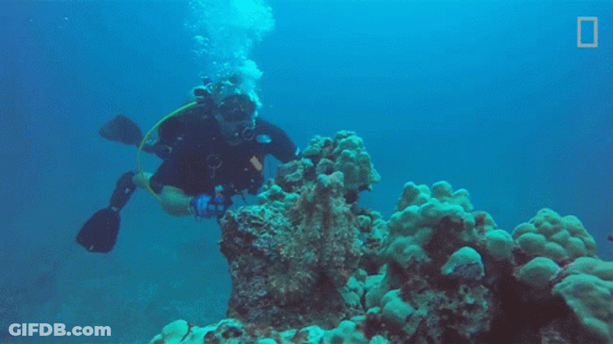 Scuba Steve Corals GIF