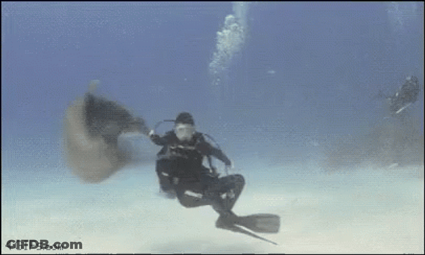 Scuba With Dolphin Diving GIF