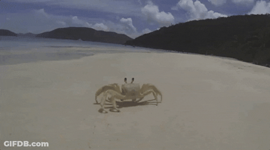 Sea Crab Rave GIF