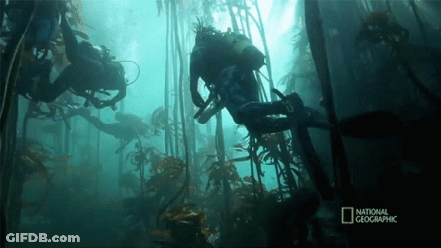Sea Forest Diving GIF
