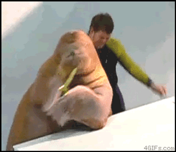 Sea Lion And Man Just Dance GIF