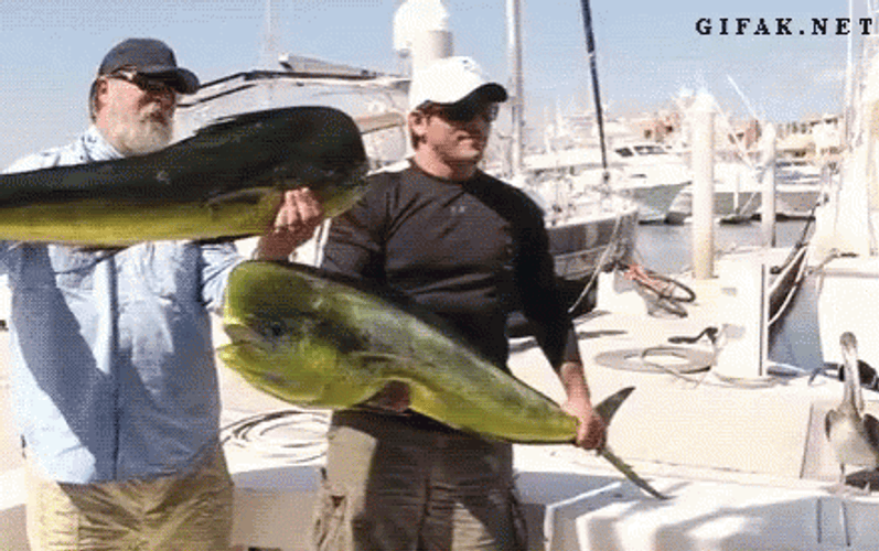 Sea Lion Funny Fishing GIF
