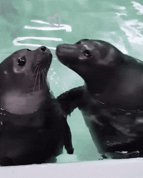Sea Lion In A Swimming Pool Twirling Funny Hug GIF