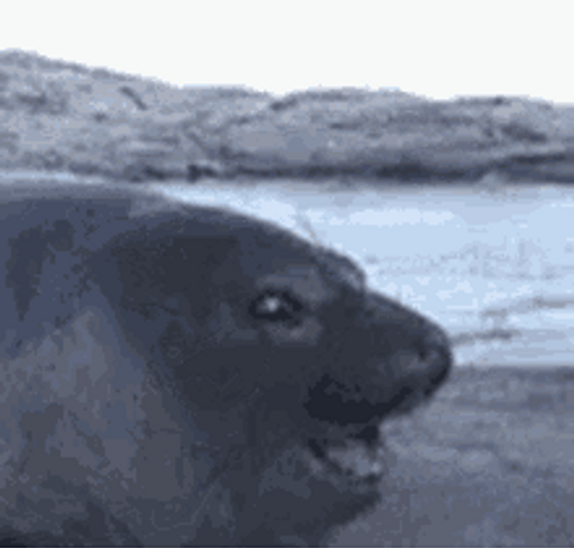 Sea Lion Pog Reaction GIF