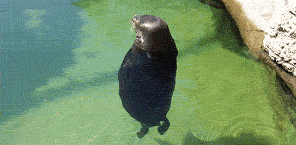 Sea Lion Rotating On The Water GIF