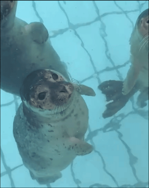 Sea Lions Kissing Cheek Smooch GIF