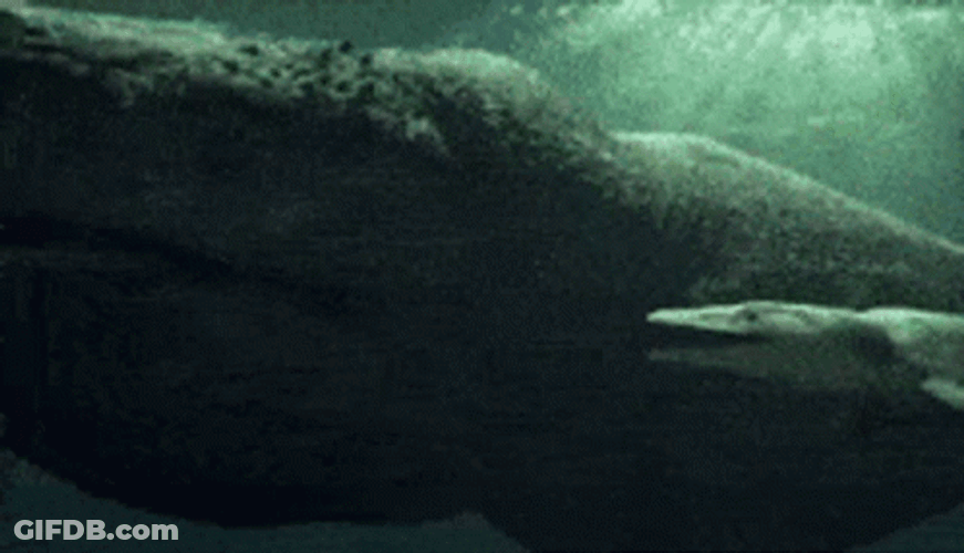 Sea Monster Baby Mosasaurus GIF