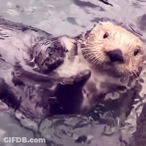 Sea Otter Swimming With Head Above Water GIF