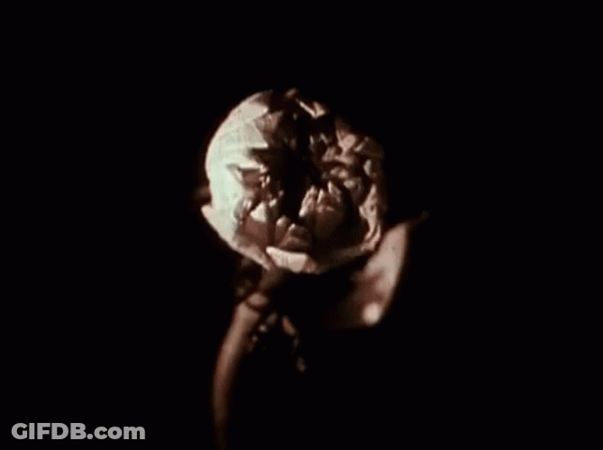 Sea Pods Flower Blooming GIF